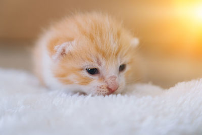 Close-up of kitten