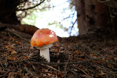 Close-up of mushroom growing on field