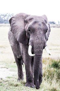 View of elephant on field