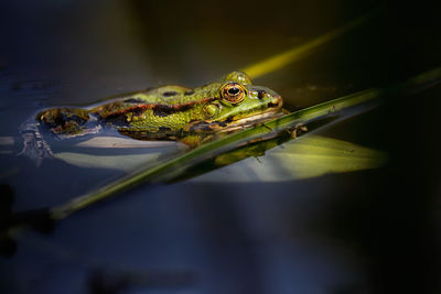 Frog in pond