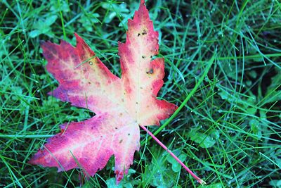 Close-up of leaf on field