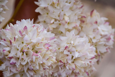 Close-up of pink flowers