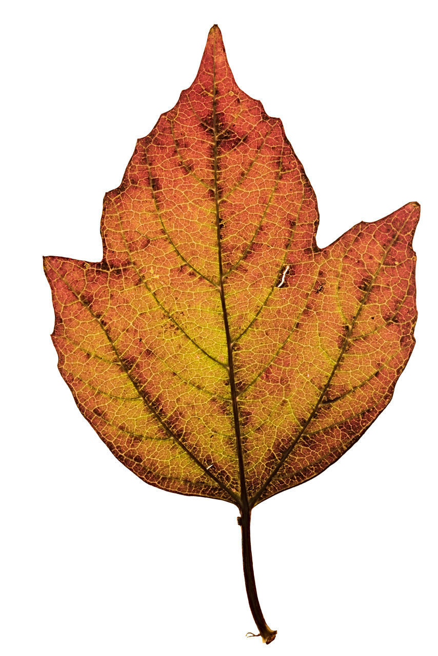 CLOSE-UP OF DRY MAPLE LEAF ON WHITE BACKGROUND