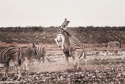 Zebras standing against sky