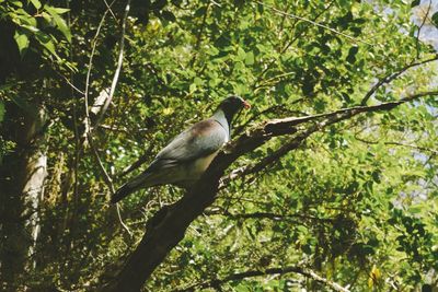 Low angle view of bird perching on tree
