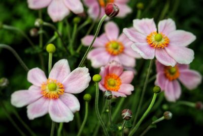 Close-up of pink flowering plants