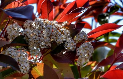 Close-up of flowers