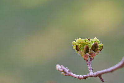 Close-up of green rose bud