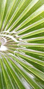 Full frame shot of palm leaves