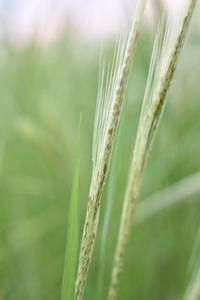 Close-up of wheat growing on field