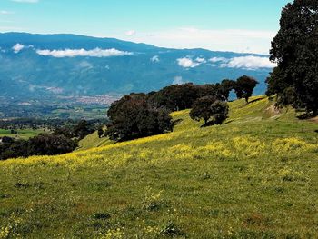 Scenic view of field against sky