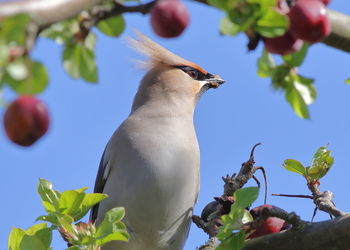 Low angle view of bird perching on tree