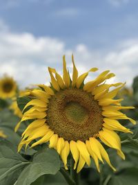 Close-up of yellow sunflower against sky