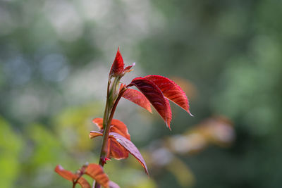 Close-up of red maple leaves on plant