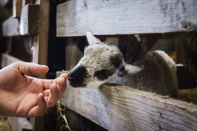 Close-up of hand feeding cat