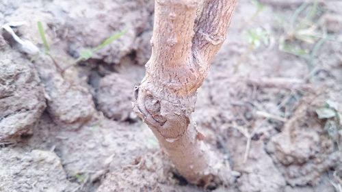 Close-up of plant against blurred background