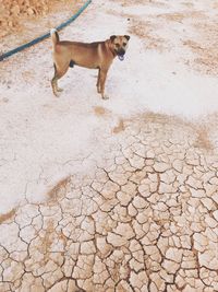 High angle view of dog running