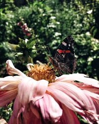 Close-up of butterfly on flower