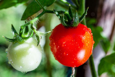 Close-up of strawberry growing on plant