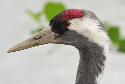 Head shot of a crane