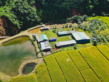 Scenic view of agricultural field