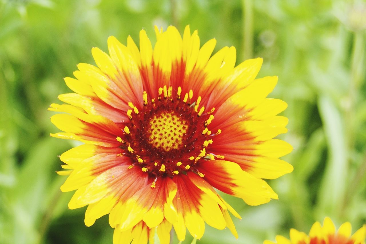 flowering plant, flower, petal, fragility, vulnerability, freshness, plant, beauty in nature, flower head, growth, inflorescence, yellow, close-up, focus on foreground, pollen, nature, day, no people, outdoors, gazania, pollination