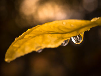 Close-up of wet yellow flower