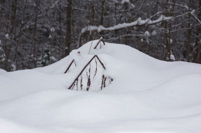 Bare tree on snow covered field