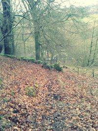 Trees in a forest