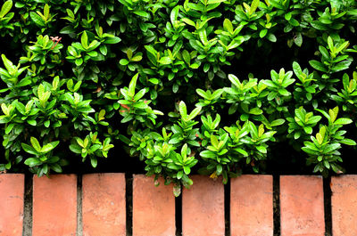 Close-up of ivy growing on wall