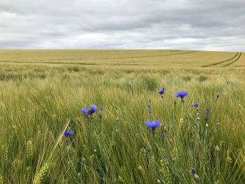 Scenic view of field against sky