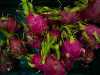Close-up of pink roses on plant