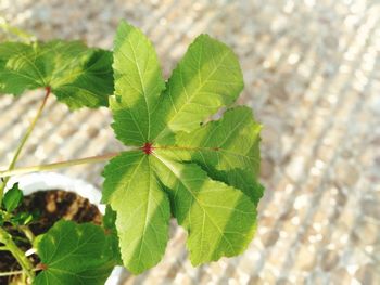 Close-up of plant leaves