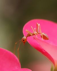 Close-up of insect on pink flower