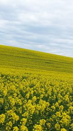 Low angle view of fresh yellow flowers