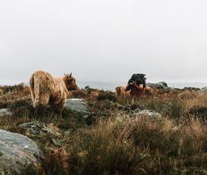 View of a sheep in the field