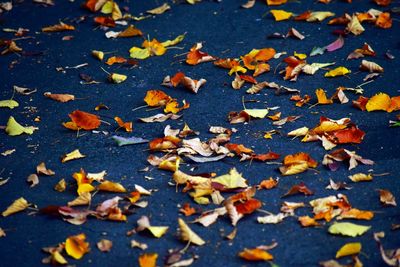 High angle view of autumn leaves on street