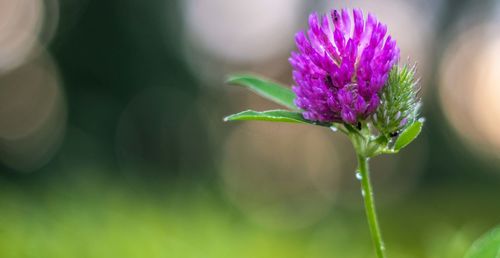 Close-up of purple flowering plant