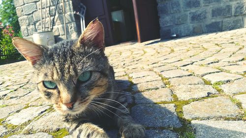 Portrait of cat sitting outdoors