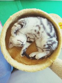 Close-up of cat