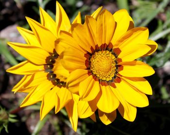 Close-up of yellow flower