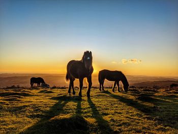 Dartmoor ponies silhouette against sunset 