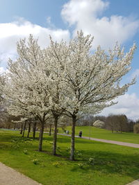 Trees on landscape against cloudy sky