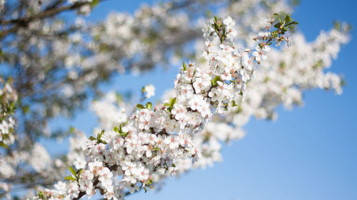 Close-up of cherry blossom tree