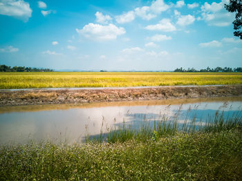 Scenic view of paddy field against sky.