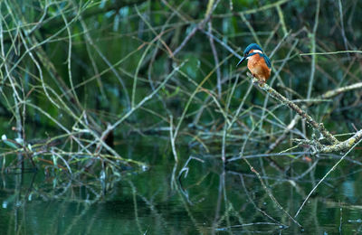 Bird perching on a tree