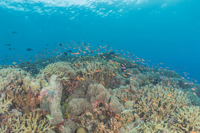 High angle view of fish swimming in sea