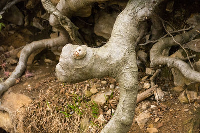 Close-up of lizard on tree