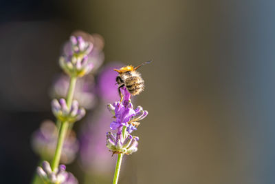 Close-up of butterfly pollinating on purple flower