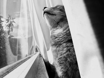 Close-up of cat looking through window